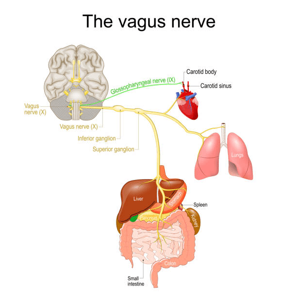 Vagus Nerve